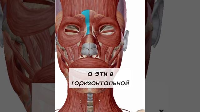 Межбровка, причины её возникновения