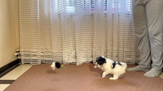 Костбар Шатц Зигфрид, мальчик бивер, 1,5 месяца -2