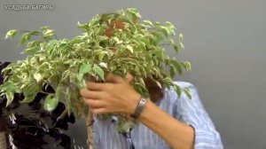 Плетение косичкой фикуса Бенджамина (ч.5).