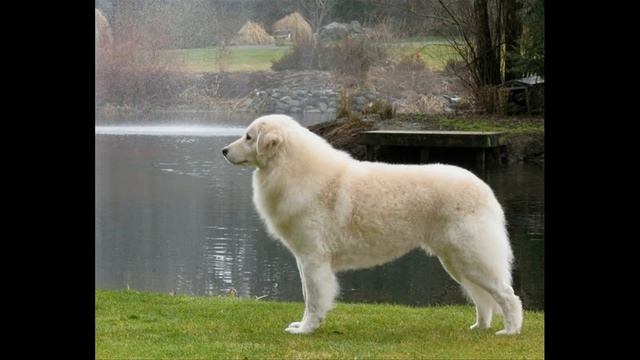 Венгерский кувас (Kuvasz) смотреть онлайн