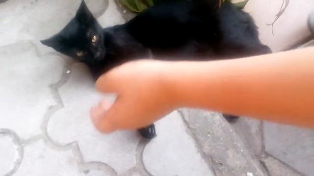 Котэ Евпатория. Кафе Папос 2013 смотреть онлайн