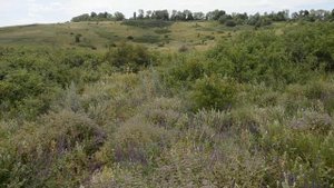 Медовый запах трав, июнь, Кучугуры, Лозовая