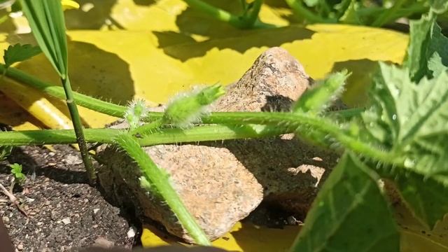 Дыня колхозница. Сибирь. Красноярск смотреть онлайн