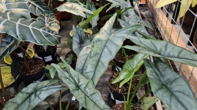 Shoppingtour im Plantencentrum Velden 3 смотреть онлайн