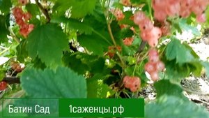 Смородина розовая Любава