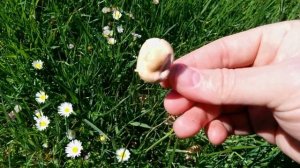 Cómo DIFERENCIAR Marasmious oreades (rojilla o senderuela) y Marasmius collinus