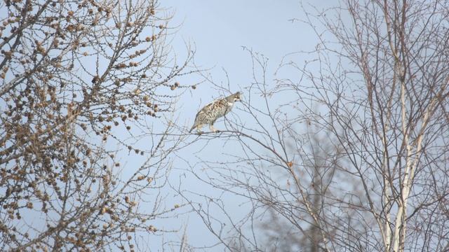 ОХОТА НА БОРОВУЮ ДИЧЬ В ОБЪЕКТИВЕ МОЕГО ФОТОАППАРАТА. HUNTING FOR GROUSE AND CAPERCAILLIE