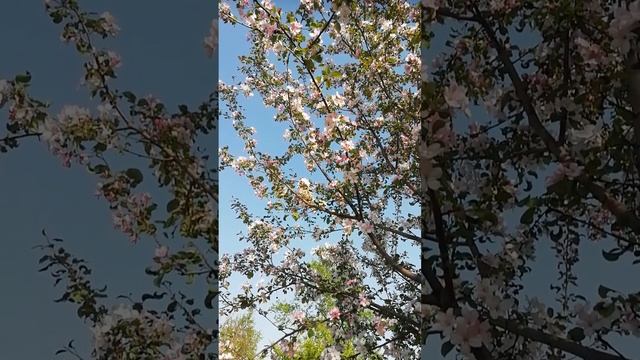 Цветущая ранетка в саду.?