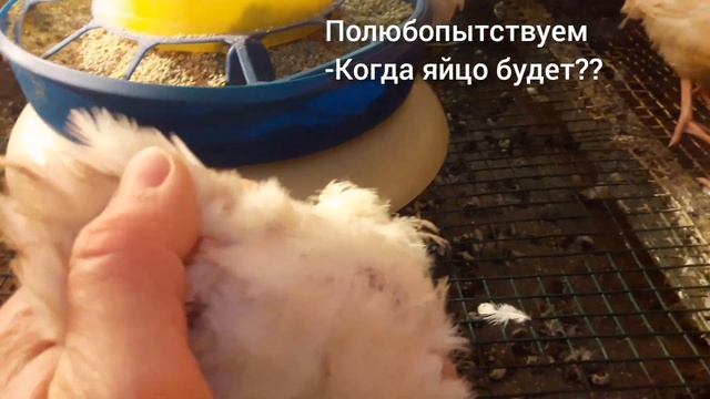 Хитручкин Техасский перепел//Определить пол у перепела