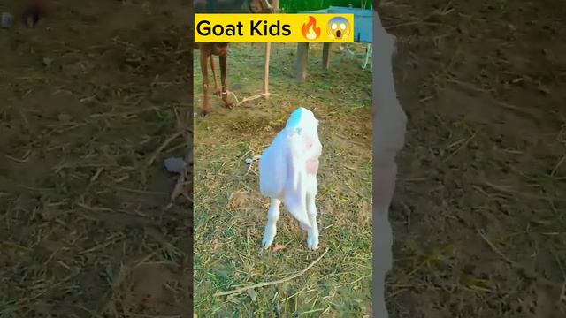 White Goat Kids 🔥😱🙏 #viral #shortsfeed #tranding #shots #pets