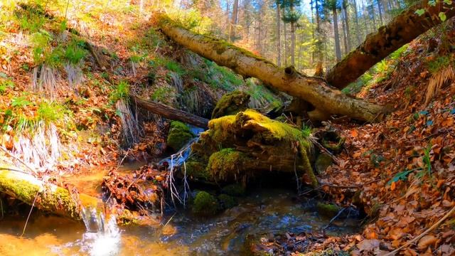 Журчание ручья, красивая природа, релаксация, спокойный сон, отдых, медитация смотреть онлайн