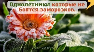 Однолетники которые не боятся заморозков.???
