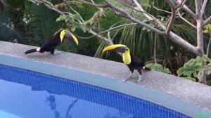 Птица Тукан - Ramphastidae