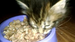 Как кушают Кунокашу котята Мейн куны 4 недель. How to eat Kookachoo kittens Maine-Coon 4 weeks