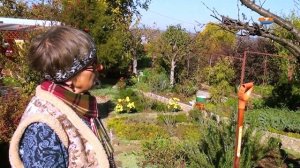 Сад: как обрезать деревья осенью