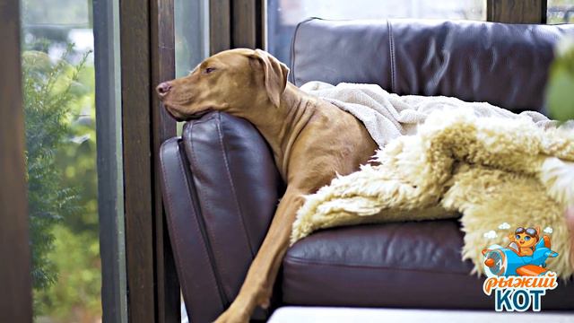 Неуправляемый пёс детей кусает, на меня огрызается. В прихожей ободрал все обои, скоро дверь... смотреть онлайн