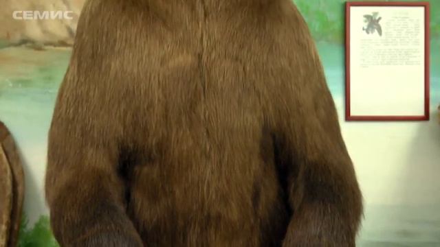 История экспоната. Бурый медведь