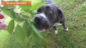 Мэри и черешня. Собака, которая любит ягоды.