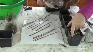 Весеннее черенкование декоративных кустарников//Nataliya Alekseeva//