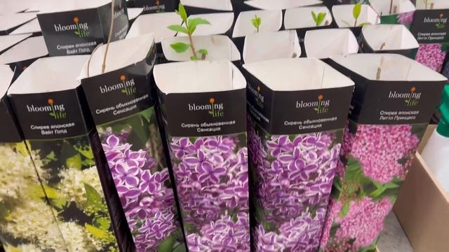 Что в Оби/ Розы в коробках/ Розы в горшках/ Пионы/ Магнолии/ Гортензии/ смотреть онлайн