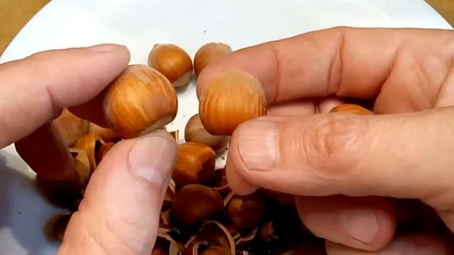 Не покупай штамбованные саженцы фундука. Делай как Walnuts Broker #ФундукЛучшиеСортаУкраина смотреть онлайн