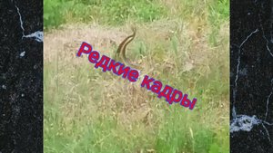 Такие кадры не всегда удаётся увидеть, а тем более запечатлеть на камеру! Видео от подписчика.