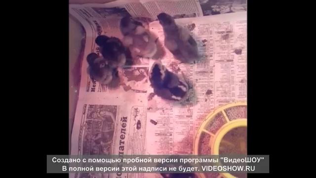 инкубация яиц кур амераукана в блиц норме