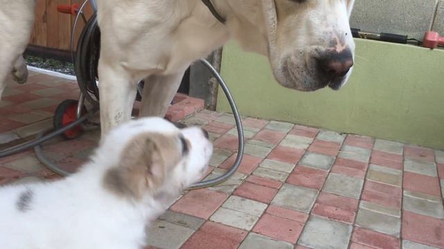 отец алабай с детьми на прогулке смотреть онлайн