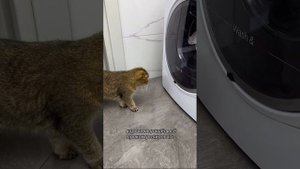 Пушистый влог Гуччи🐈