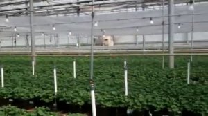 Presto Geraniums at Seville Farms