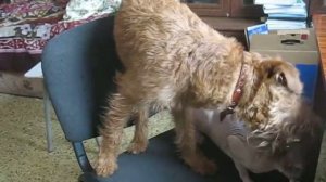 Ирландский терьер Цинциннати Роуз Флауэр заигрывает с котом / Irish Terrier plays with cat