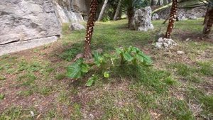 Поездка в Национальный парк Бриони (Бриюни)/Brijuni Хорватия.Любимый остров Тито, лидера Югославии.