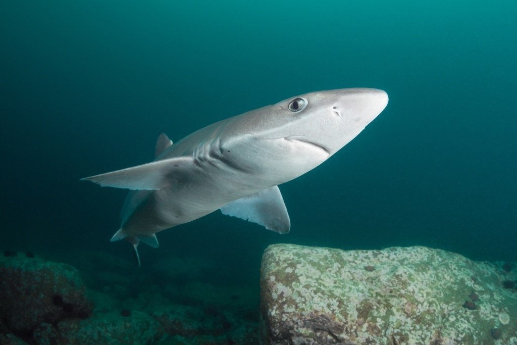 КАТРАН: Колючая акула, которая может испортить отдых | Интересные факты об акулах