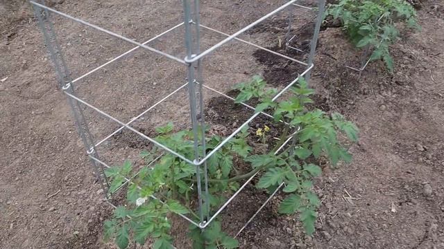 STRINGING TOMATOES | A Tough Lesson Learned смотреть онлайн