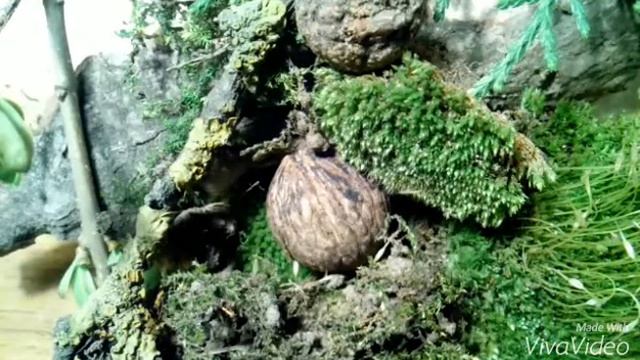 КАК СДЕЛАТЬ МИНИ ТЕРРАРИУМ | СВОИМИ РУКАМИ смотреть онлайн