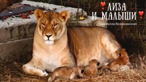 ❤️Львица ЛИЗА и малыши-львята!! Ночной эксклюзив ‼️ . (happiness of a lioness.lion cubs )