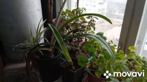 Цветы в подъезде, черенкую ампельный очиток