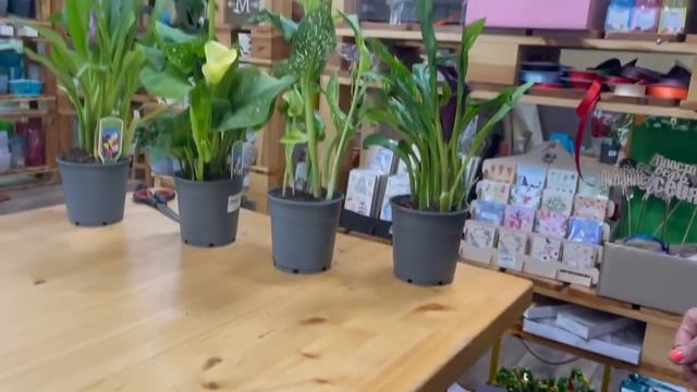 Калла - клубневое растение, которое можно выращивать не только в саду, но и как комнатное растение