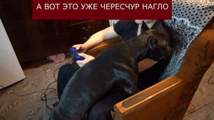 фаина питбуль! НЕ В КОЕМ СЛУЧАЕ НЕ ЗАВОДИТЕ СОБАК ТАКОЙ ПОРОДЫ!!!!!!!!!!!!!!!