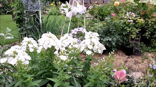 Флоксы для нового цветника! смотреть онлайн