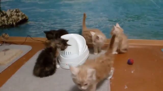 Почему мейнкуны любят воду