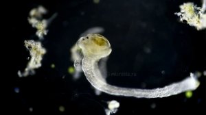 Hydra feeding/ Гидра пожирает рачка