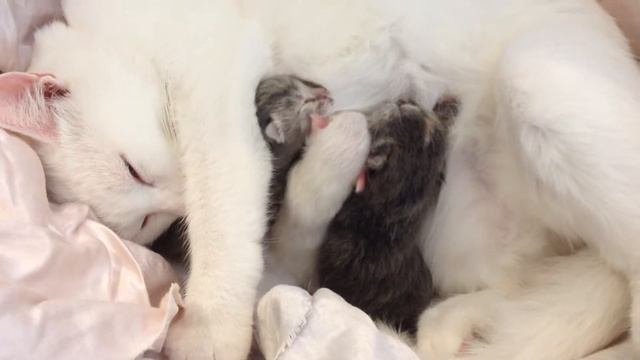 Новорожденные котята едят.