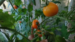 Томаты, которые Рекомендую для посадки., супер. Томат КРАСАВЧИК и ЗЛАТАВА конец Октября.