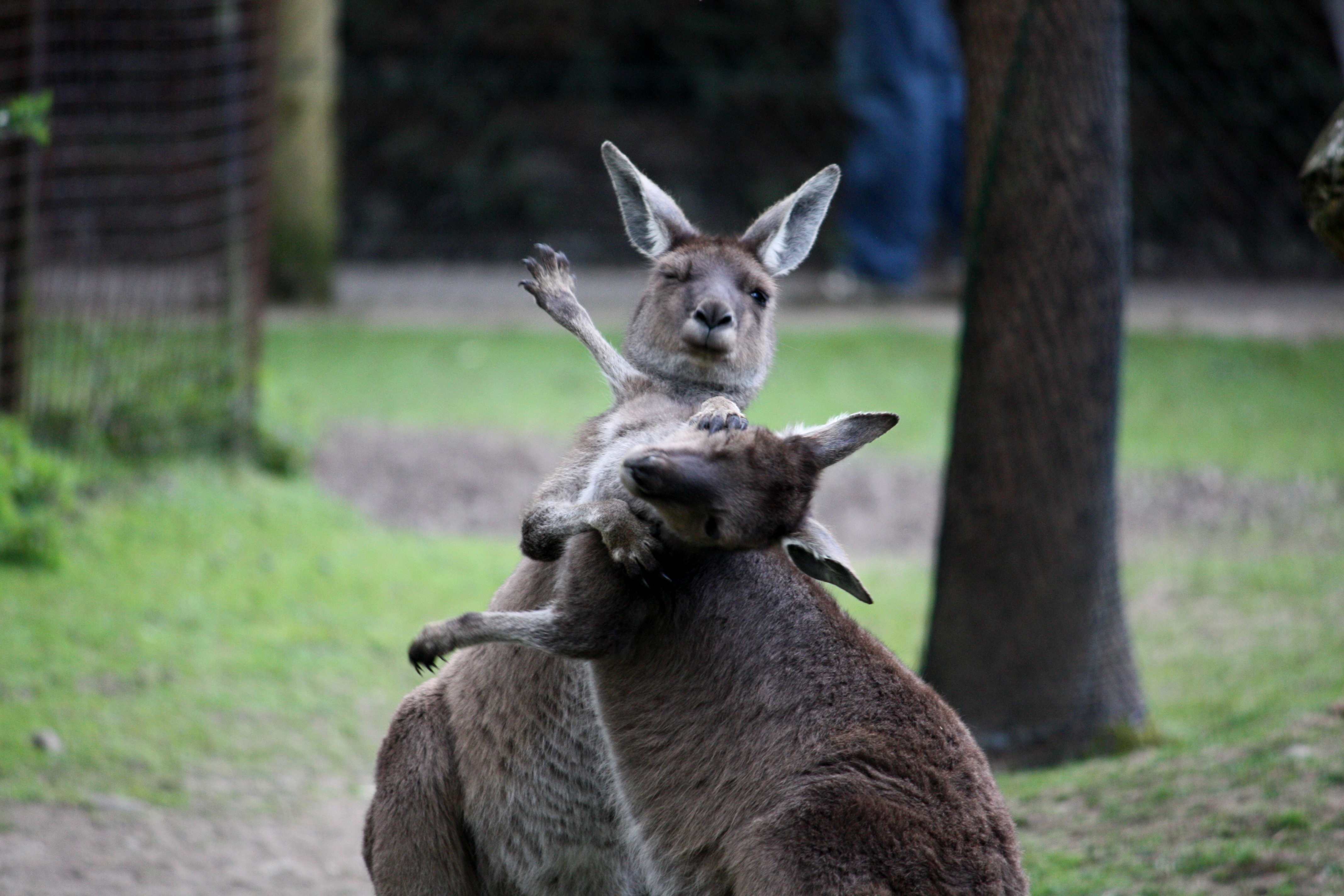 Неожиданный финал драки двух кенгуру попал на видео.