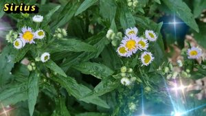 Как очистить дом от порчи с помощью соли