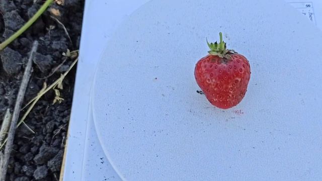 Общий обзор сортов клубники.