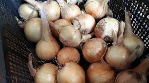 Репчатому луку пора в тепло.