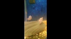 Нерест цихлазомы фламинго (Cichlasoma nigrofasciatum var. Flamingo)