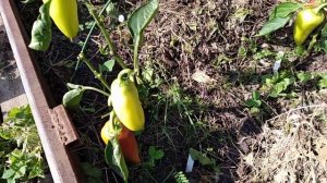 Перцы низкорослые перед уборкой
